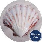 8201 - Polished Sunset Scallop - Natural 12.5cm